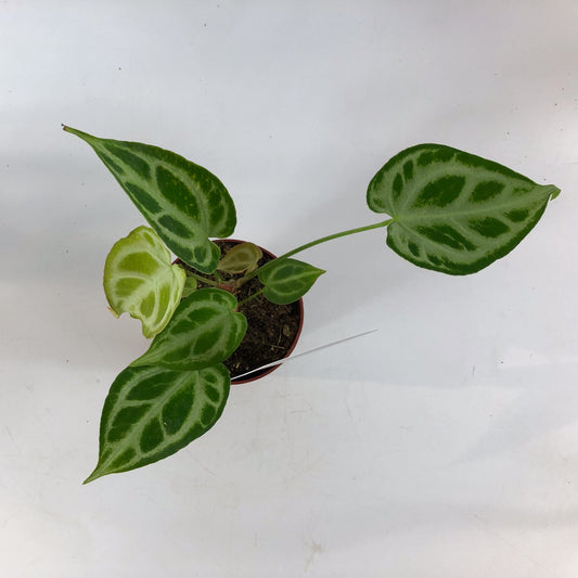 DocBlock Anthurium Briëlle® '16' X Briëlle® '16' 9cm H15cm