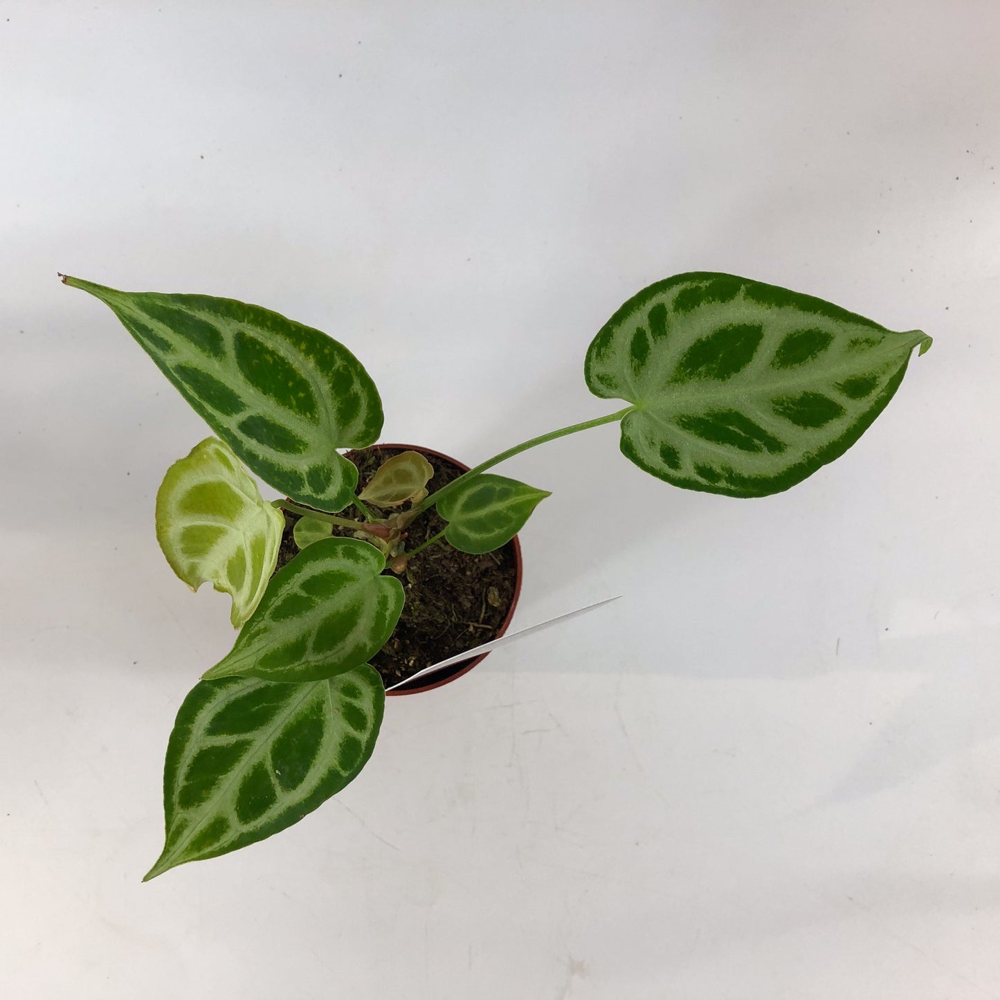 DocBlock Anthurium Briëlle® '16' X Briëlle® '16' 9cm H15cm