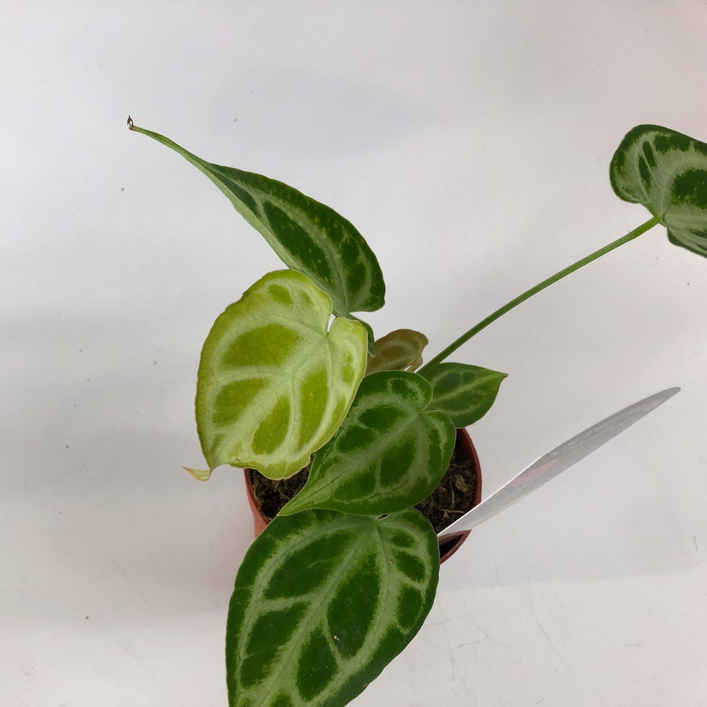 DocBlock Anthurium Briëlle® '16' X Briëlle® '16' 9cm H15cm