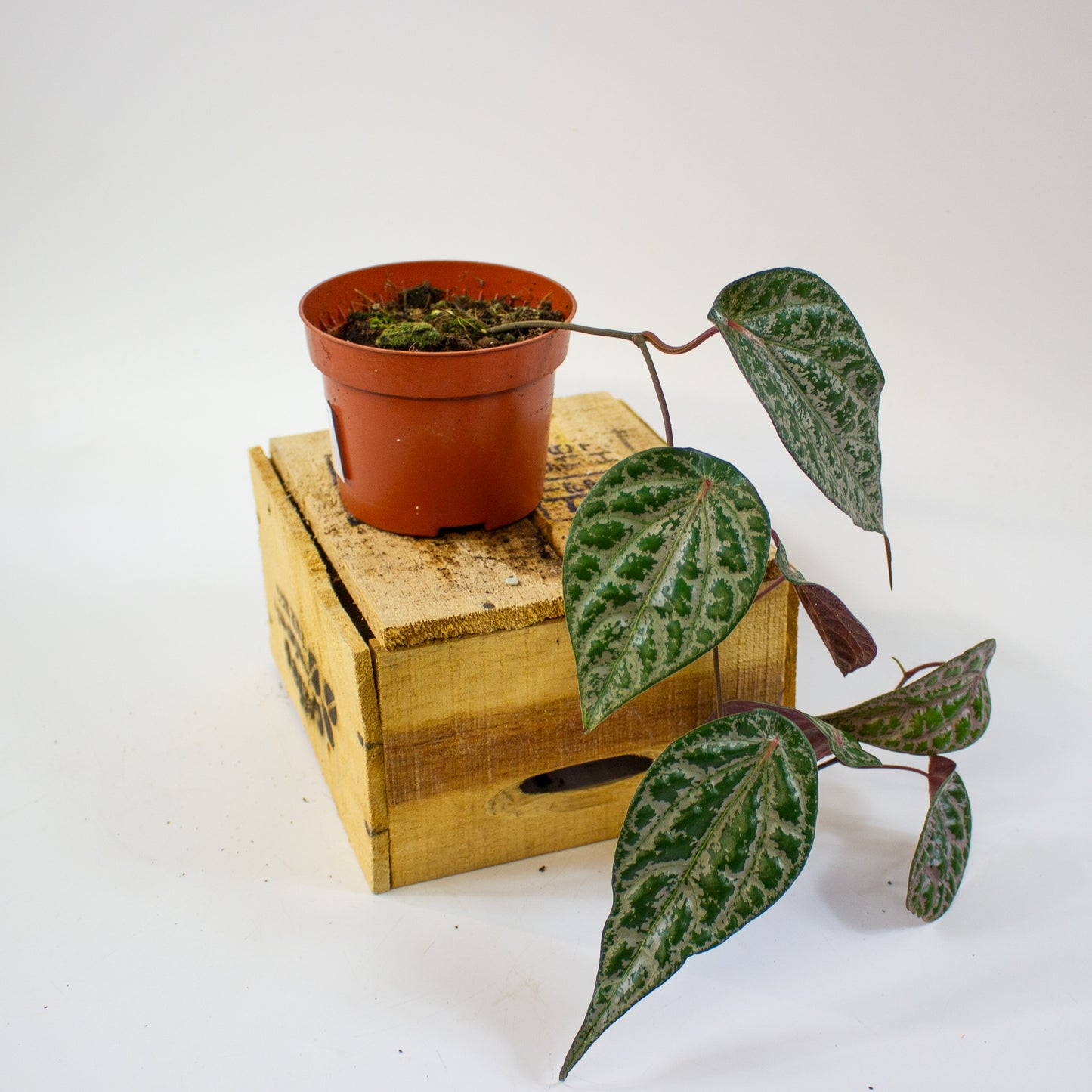 Piper ornatum  10.5cm H15cm