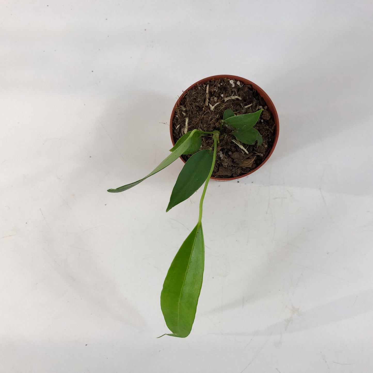 Anthurium Wendlingeri 8cm H10cm