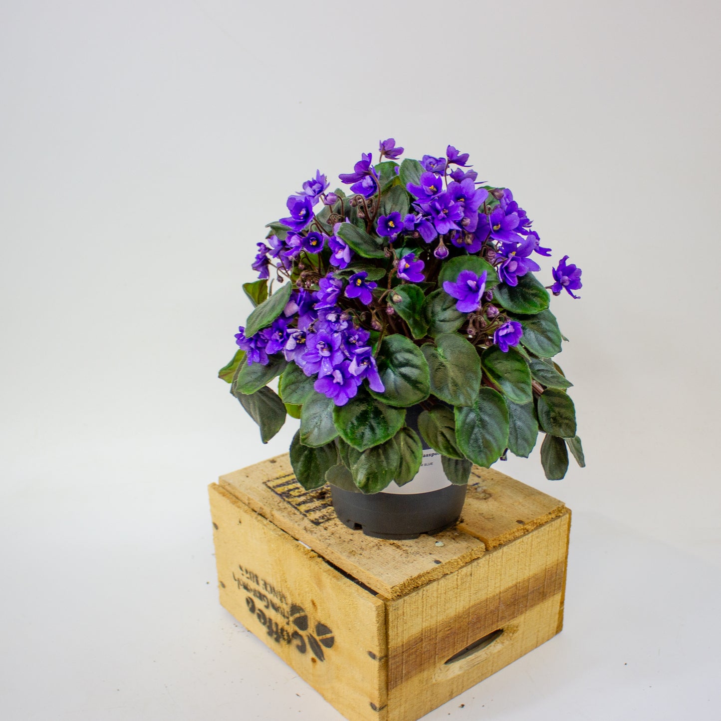 Saintpaulia TRAILING MINI BLUE  10.5cm H15cm