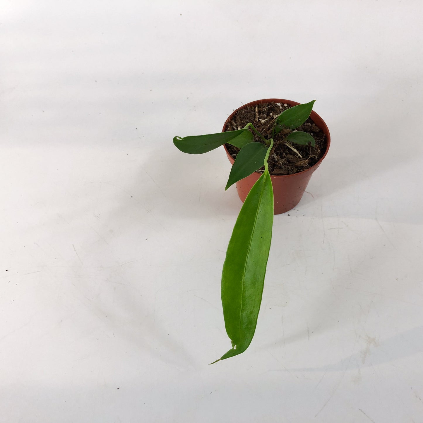 Anthurium Wendlingeri 8cm H10cm