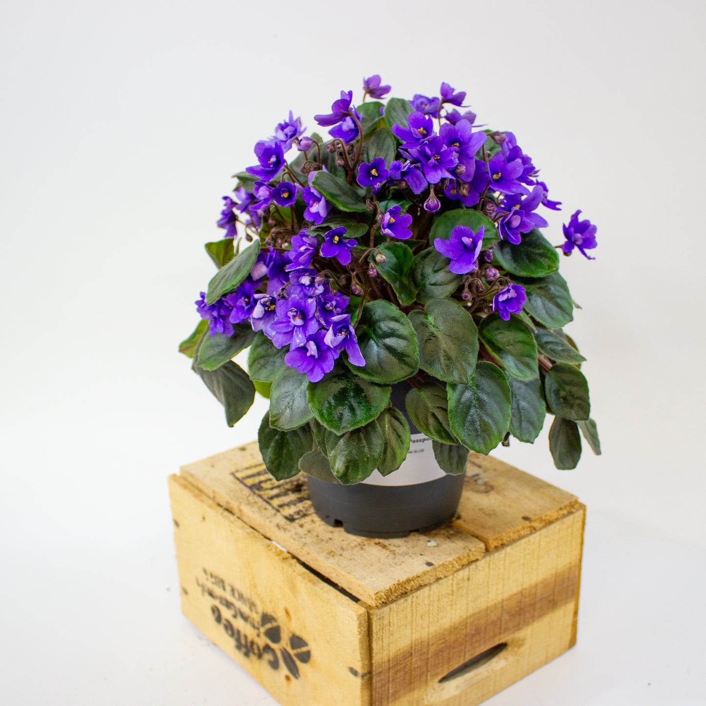 Saintpaulia TRAILING MINI BLUE  10.5cm H15cm