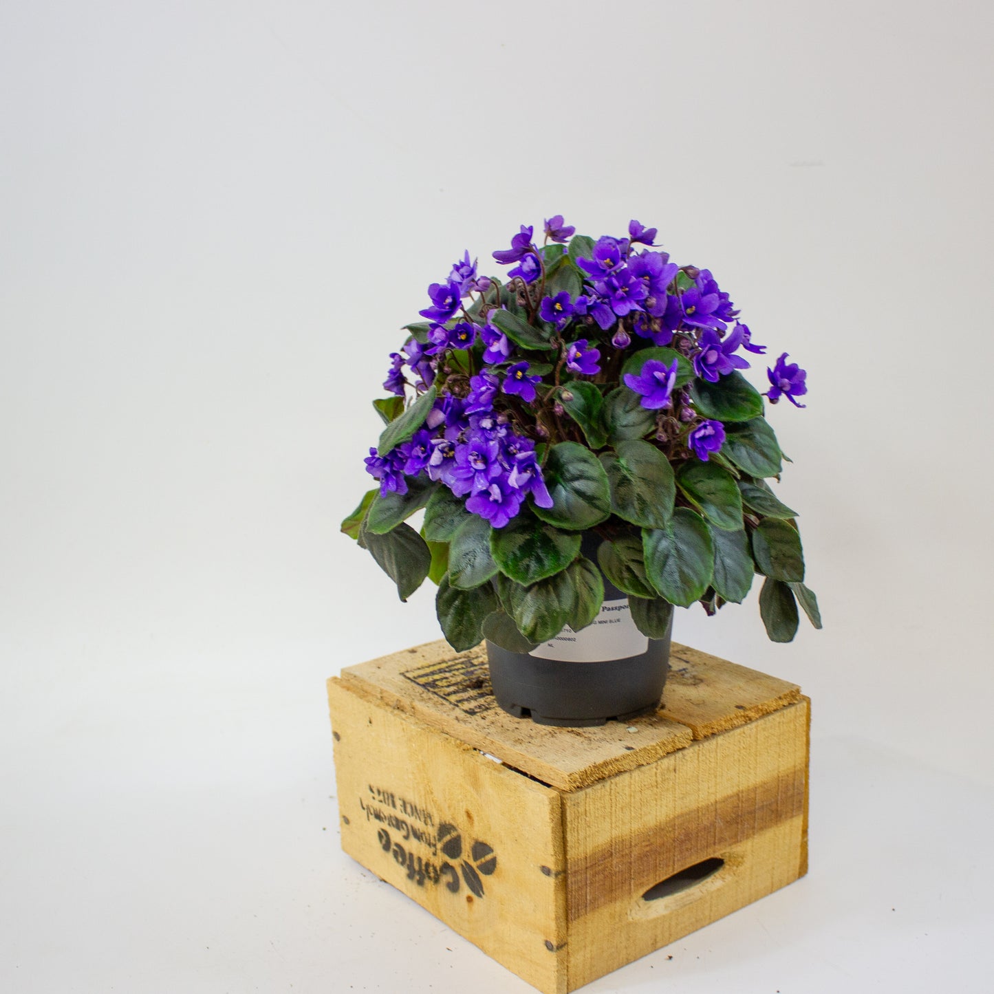 Saintpaulia TRAILING MINI BLUE  10.5cm H15cm