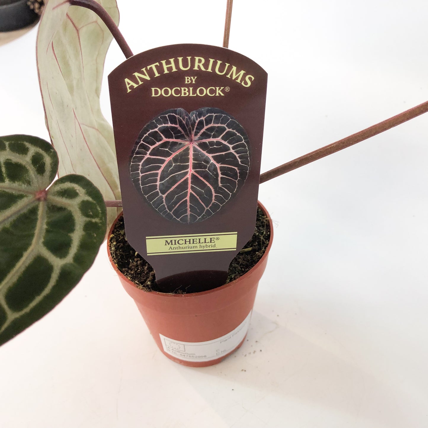 Anthurium Michelle® (DocBlock) 9cm H15cm