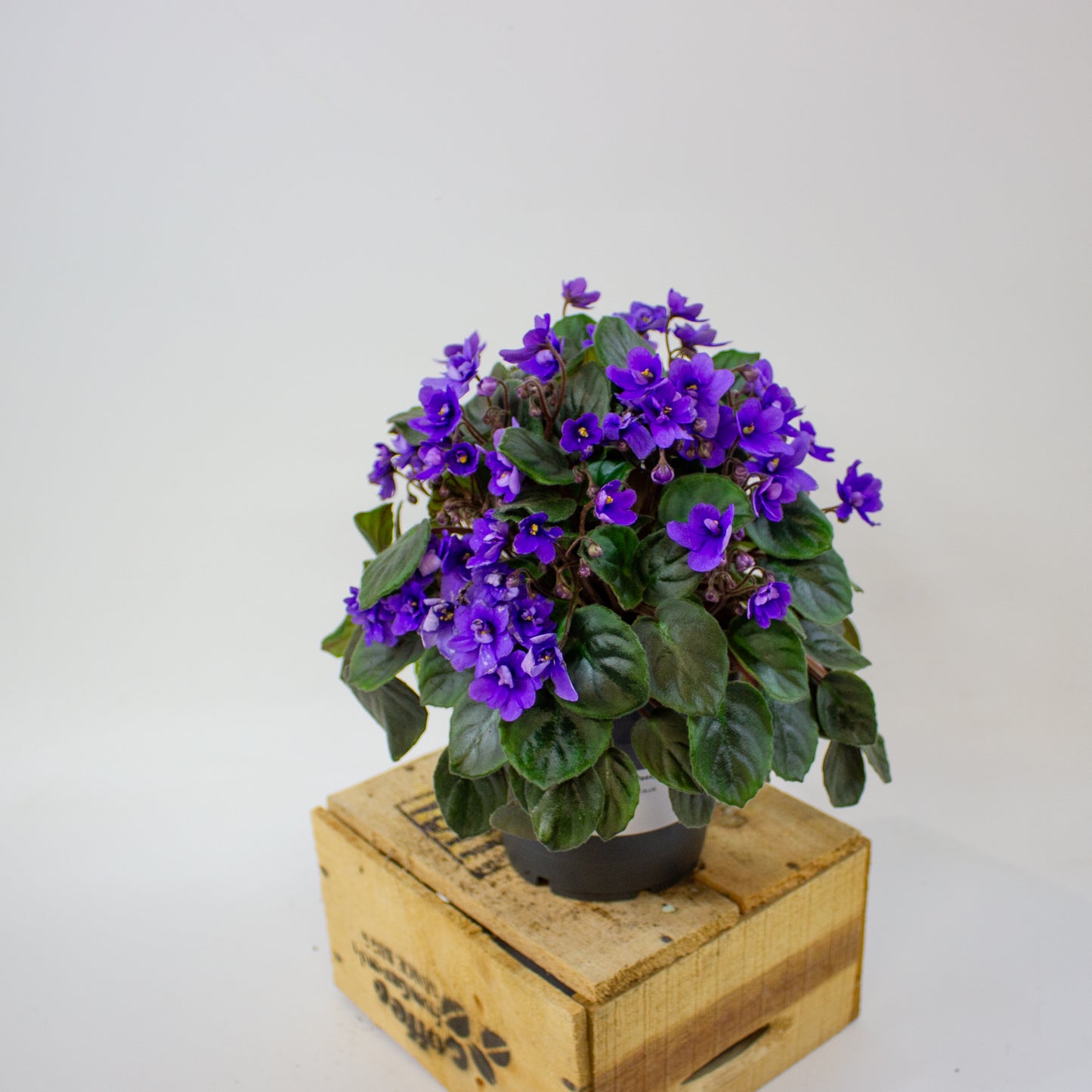 Saintpaulia TRAILING MINI BLUE  10.5cm H15cm