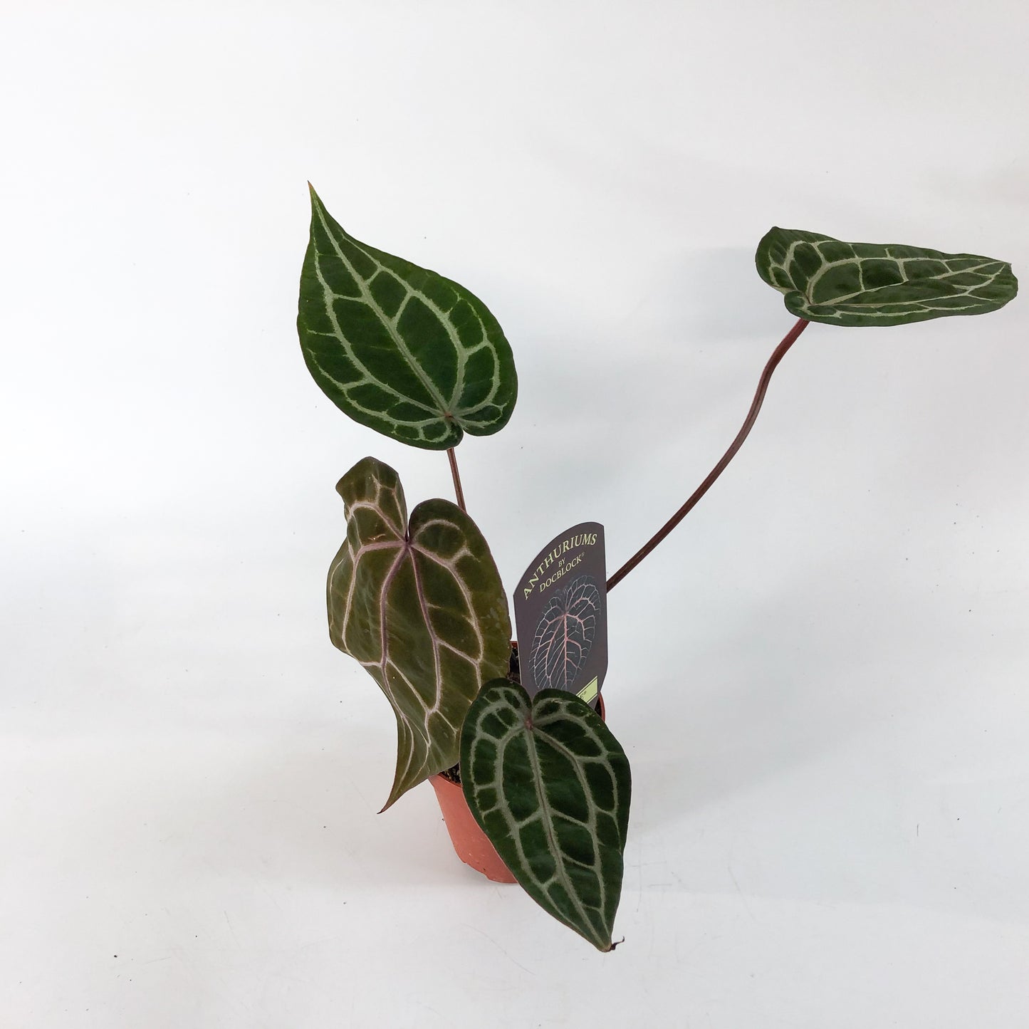 Anthurium Michelle® (DocBlock) 9cm H15cm