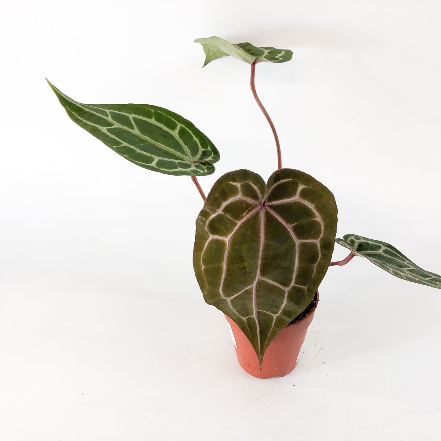 Anthurium Michelle® (DocBlock) 9cm H15cm