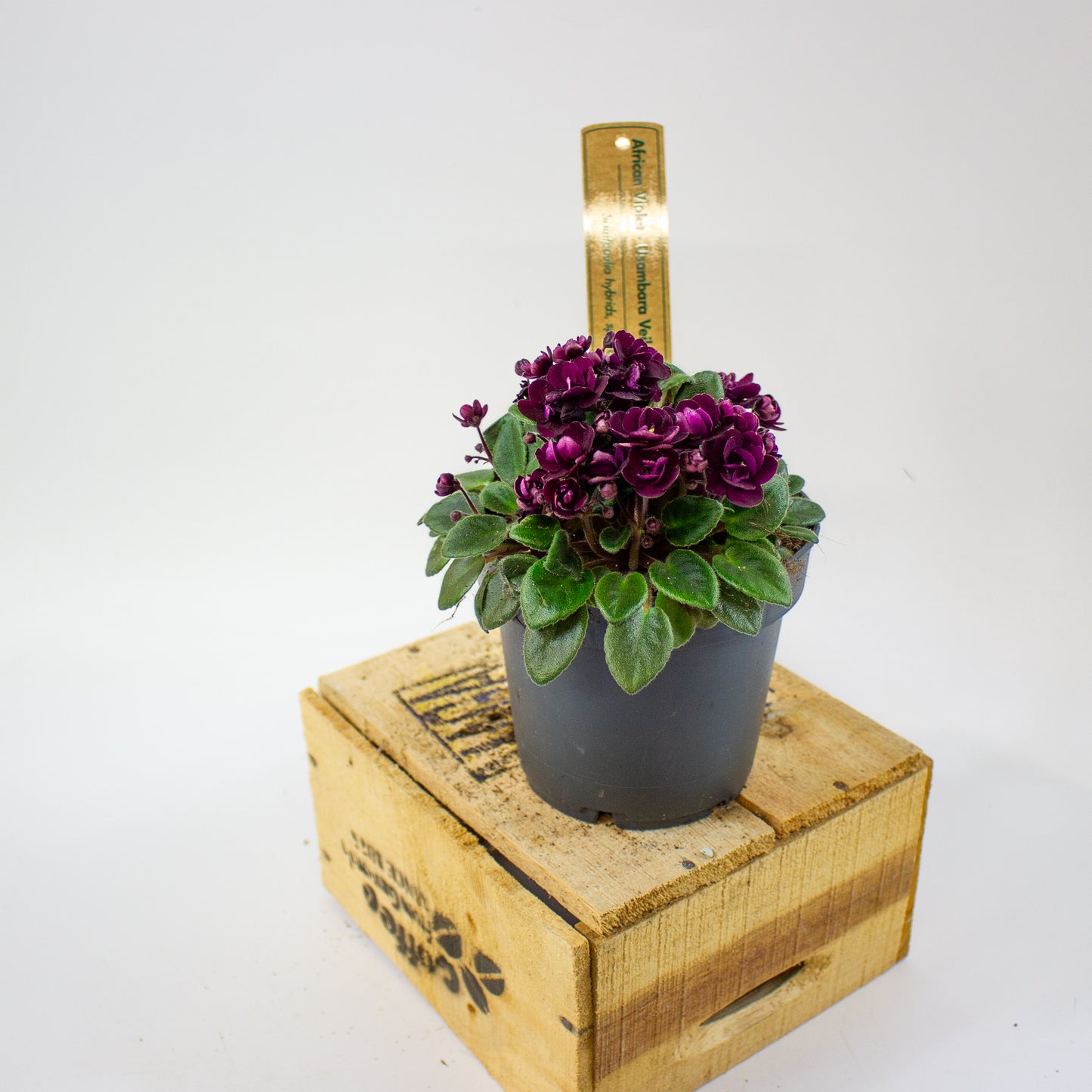 Saintpaulia TRAILING MINI RED  10.5cm H20cm