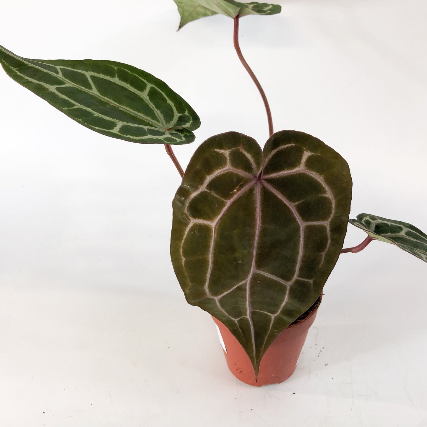 Anthurium Michelle® (DocBlock) 9cm H15cm
