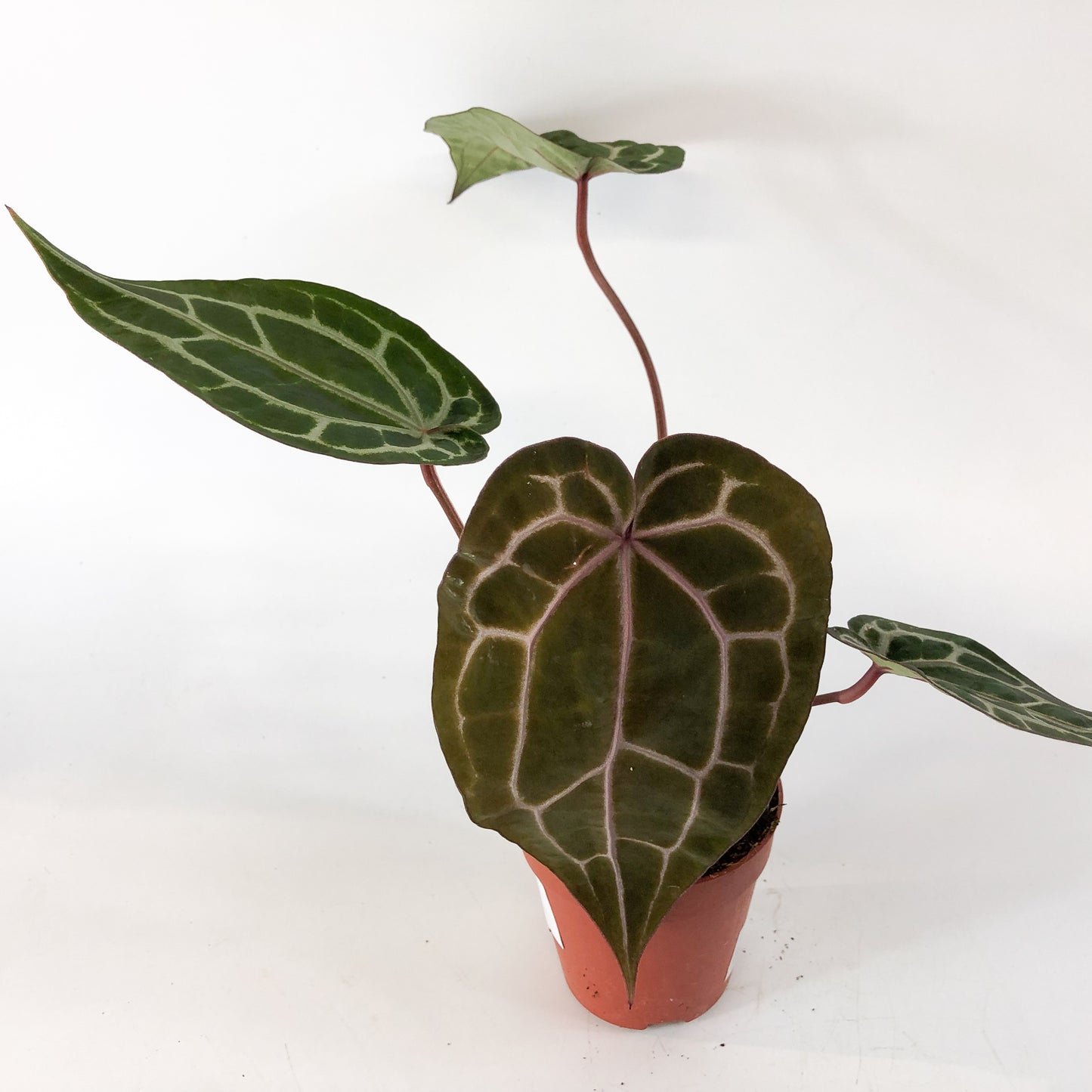 Anthurium Michelle® (DocBlock) 9cm H15cm