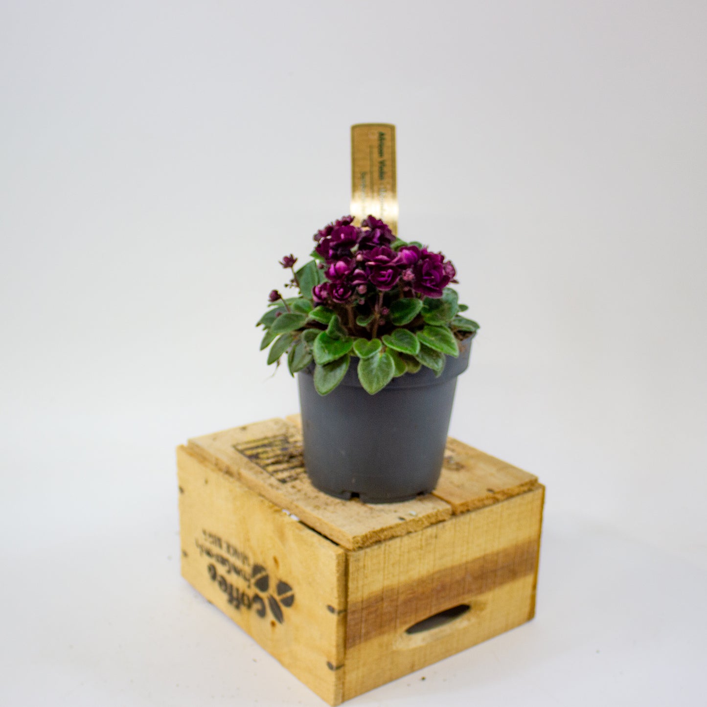 Saintpaulia TRAILING MINI RED  10.5cm H20cm