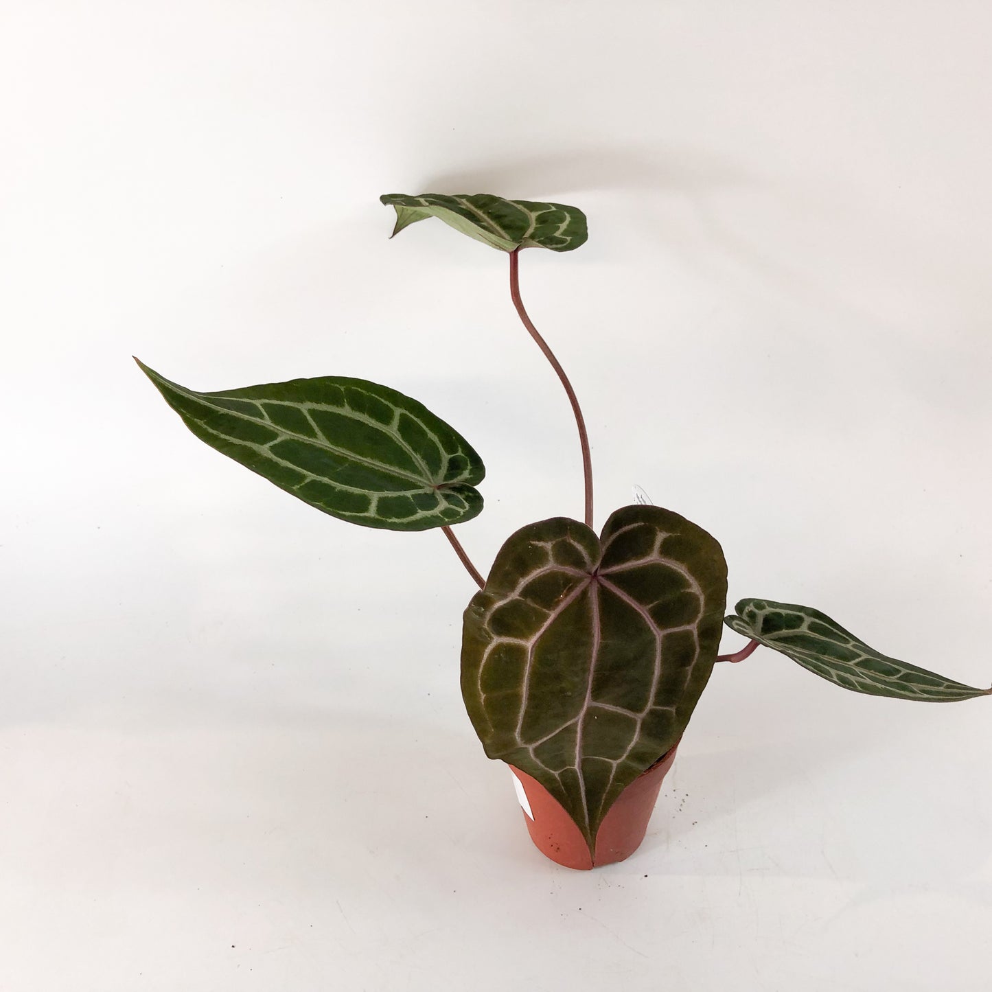 Anthurium Michelle® (DocBlock) 9cm H15cm