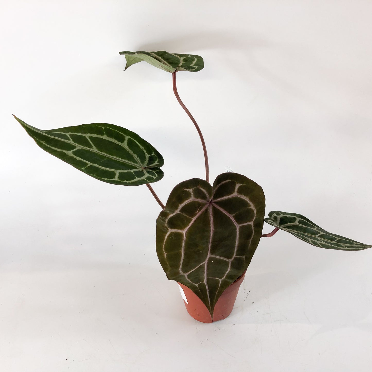 Anthurium Michelle® (DocBlock) 9cm H15cm