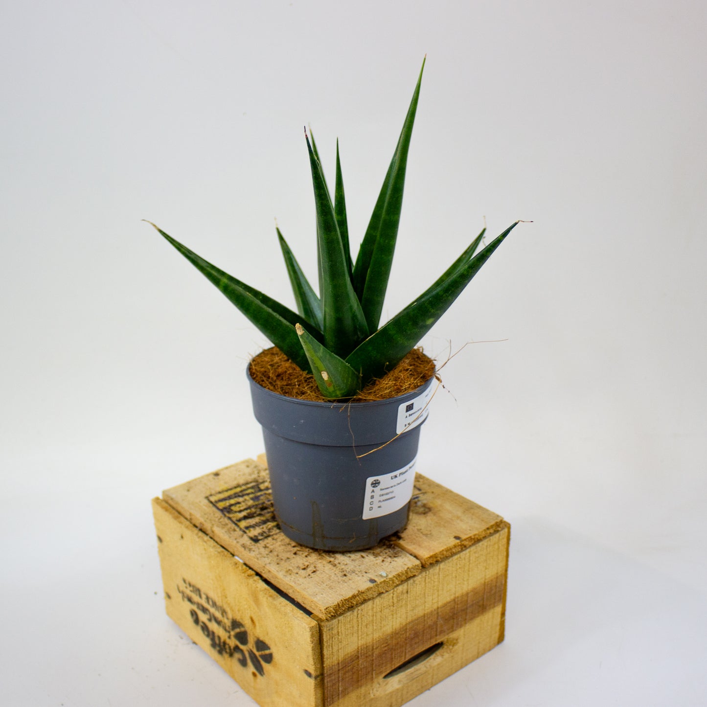Sansevieria Dark Lady  12cm H20cm