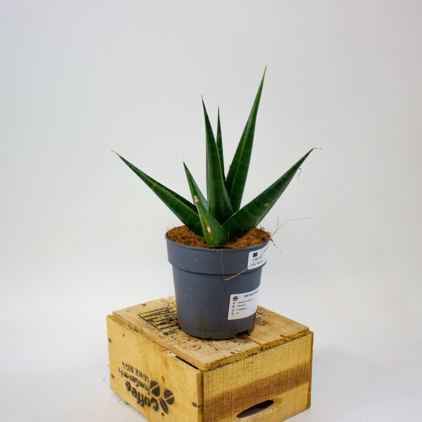 Sansevieria Dark Lady  12cm H20cm