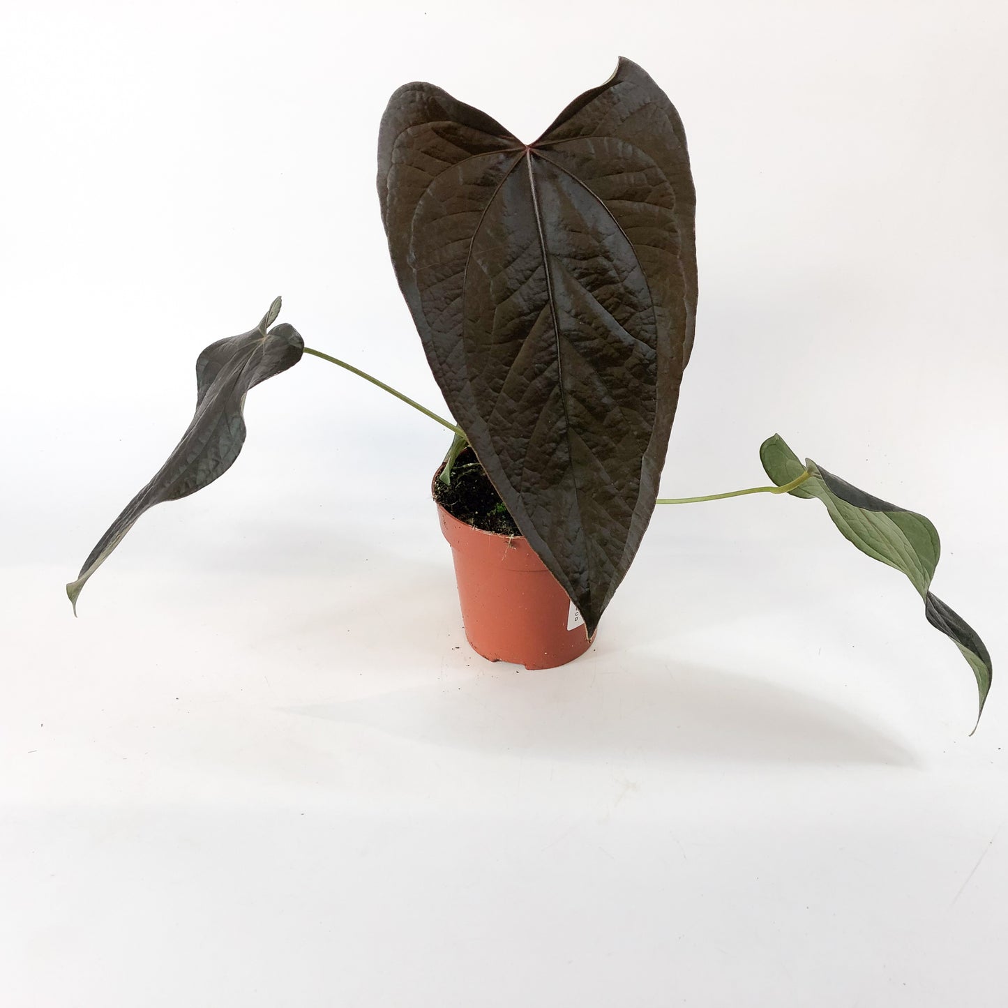 Anthurium Queen of Hearts 12cm H35cm