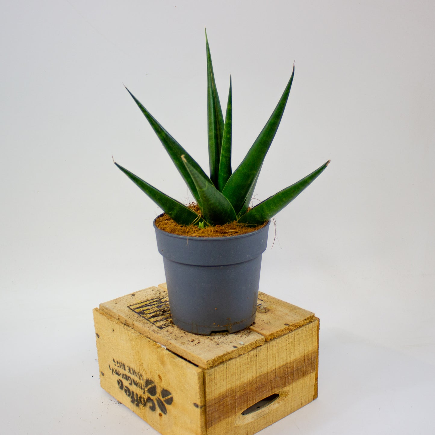 Sansevieria Dark Lady  12cm H20cm
