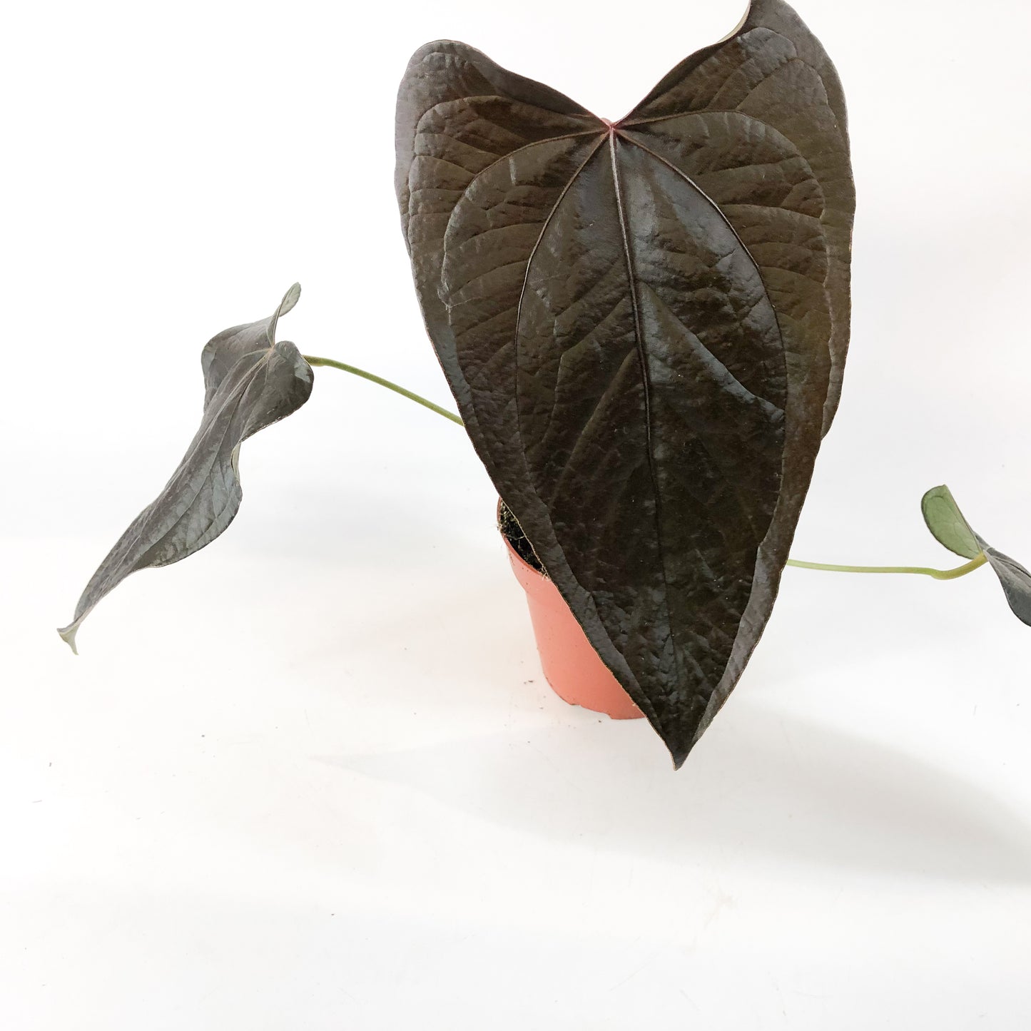 Anthurium Queen of Hearts 12cm H35cm
