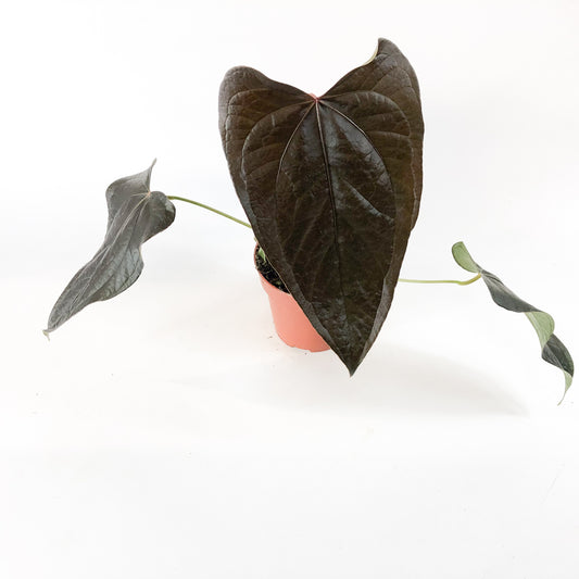 Anthurium Queen of Hearts 12cm H35cm