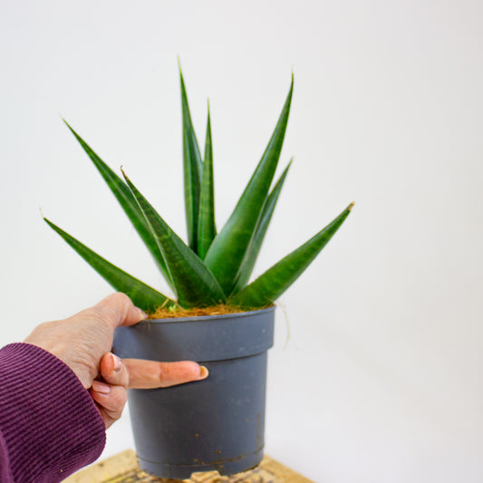 Sansevieria Dark Lady  12cm H20cm