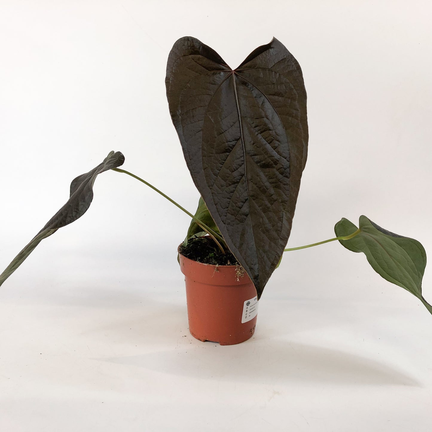 Anthurium Queen of Hearts 12cm H35cm