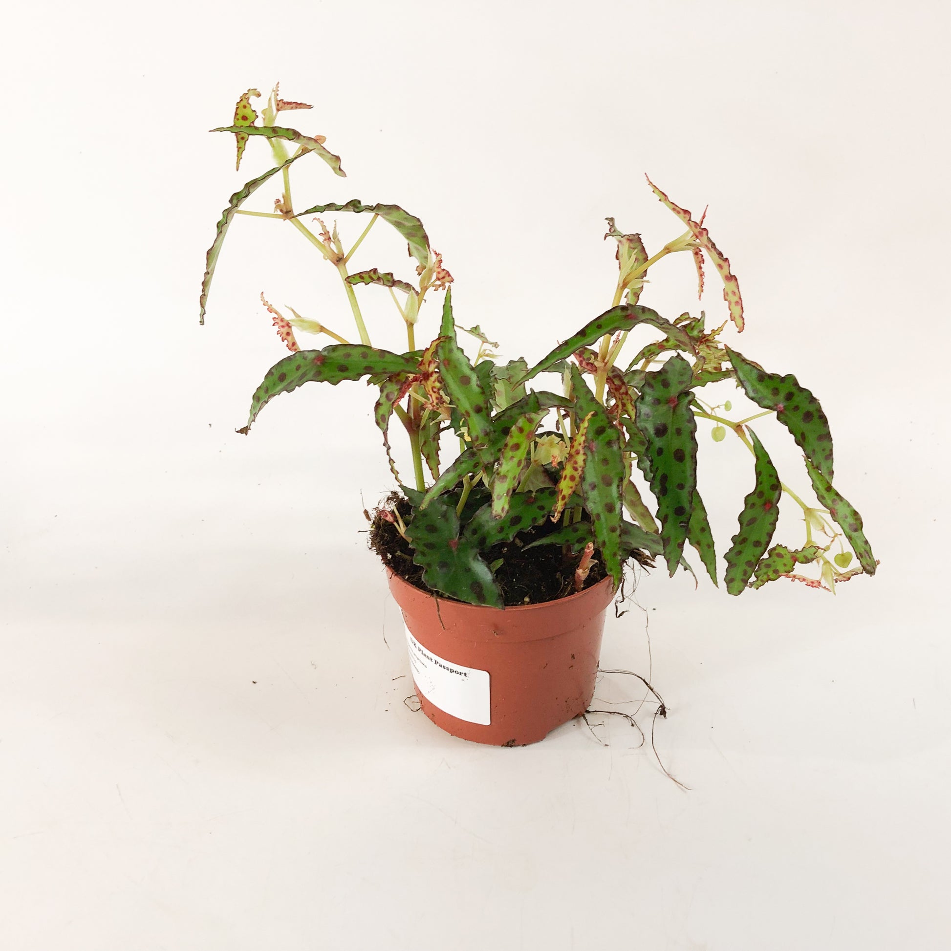 Begonia amphioxis 2