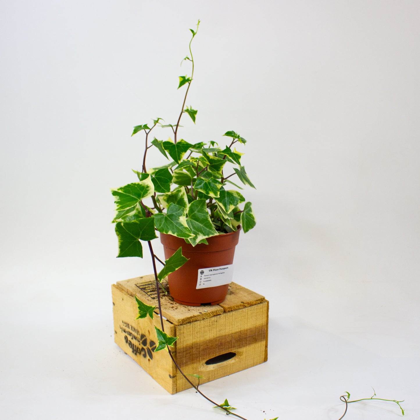 Senecio macroglossus Variegatus  12cm H15cm