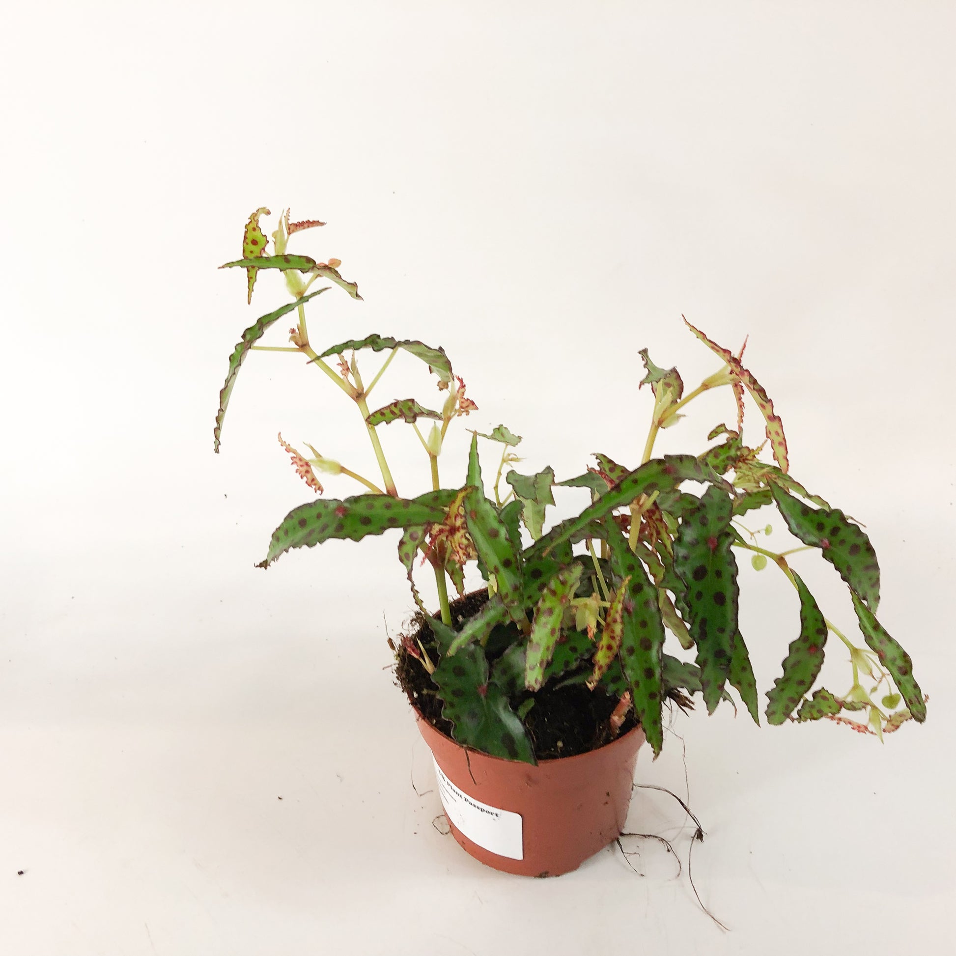Begonia amphioxis 3