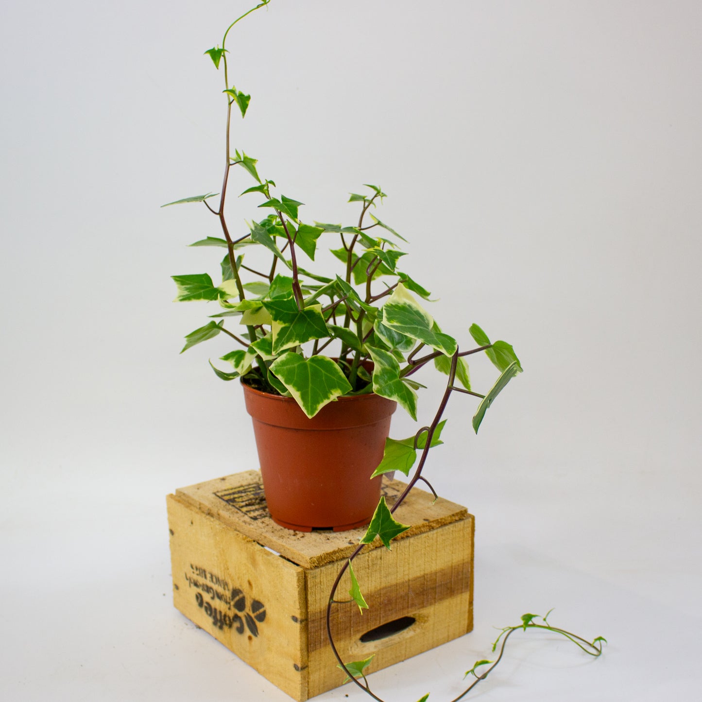 Senecio macroglossus Variegatus  12cm H15cm