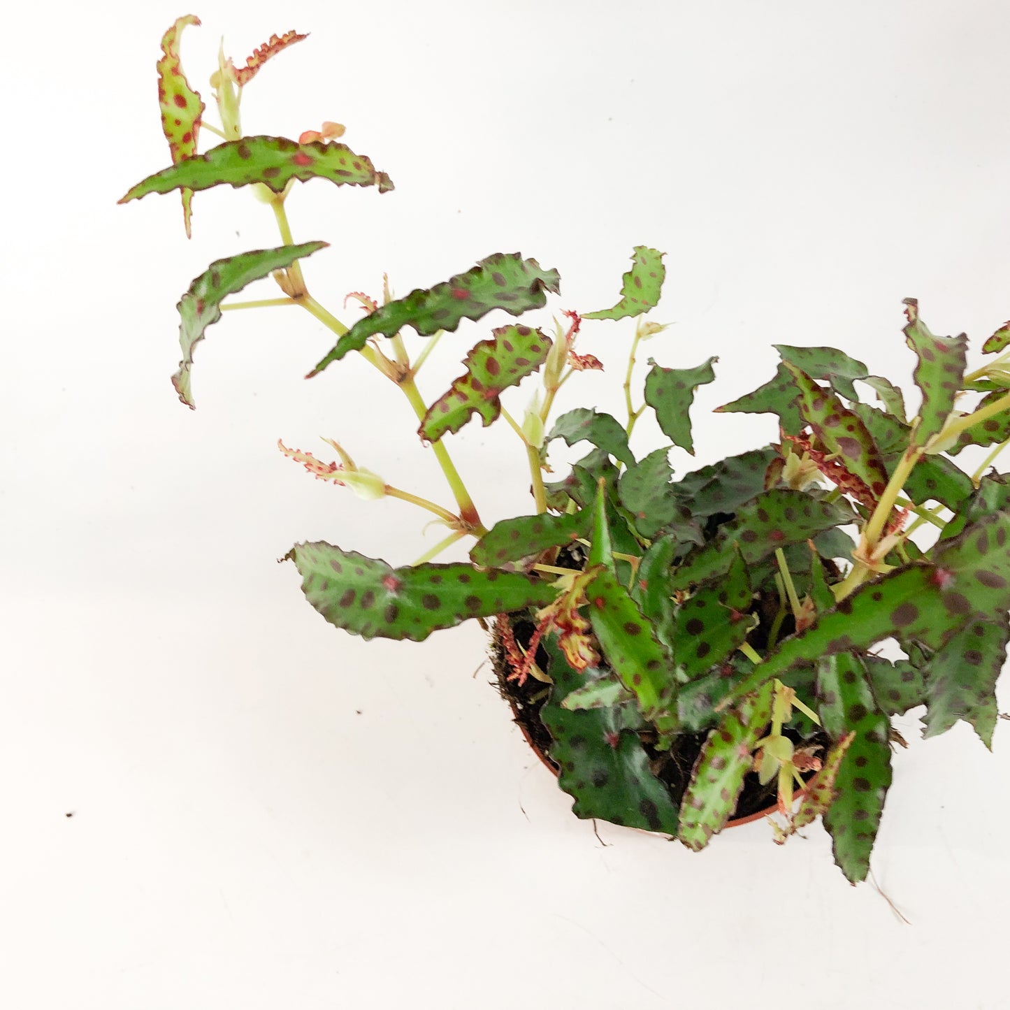 Begonia amphioxis 1