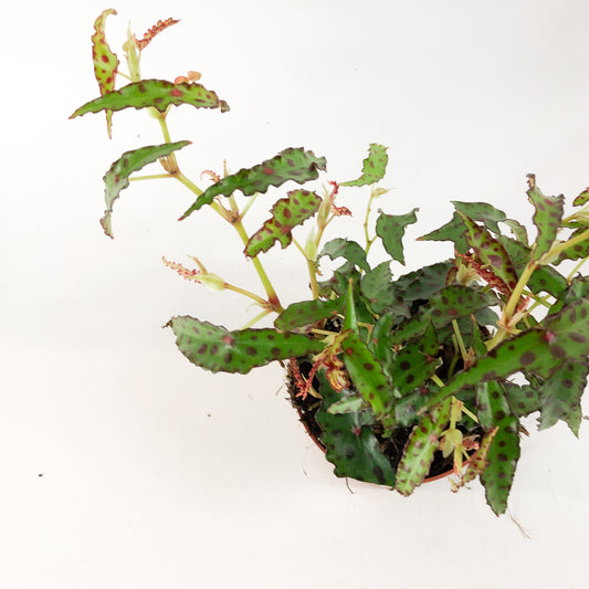 Begonia amphioxis 1