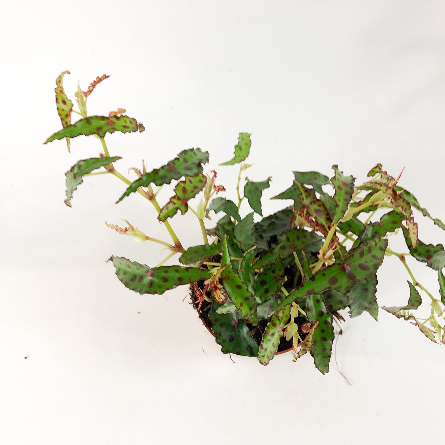 Begonia amphioxis 4