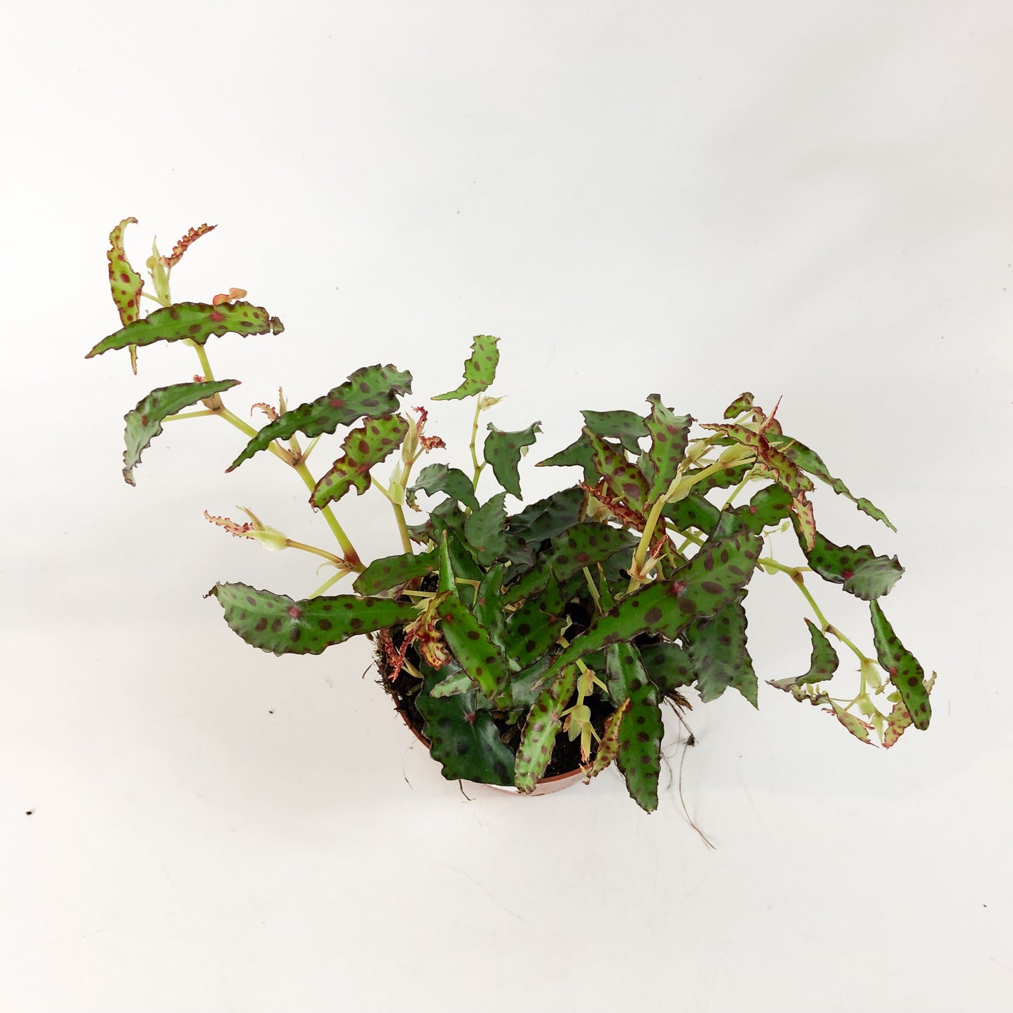 Begonia amphioxis 5