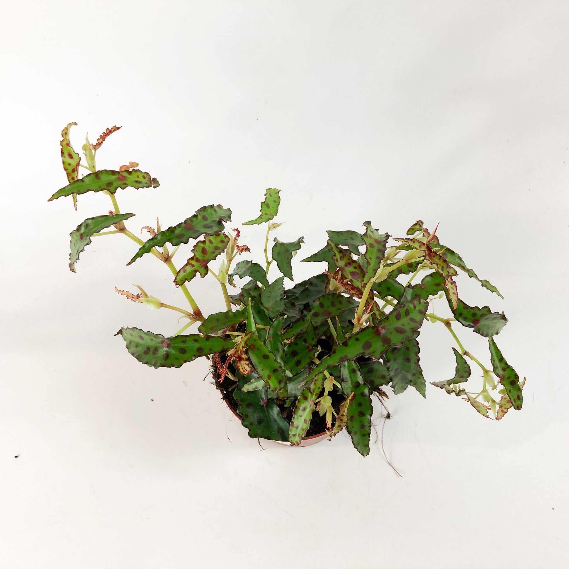 Begonia amphioxis 5