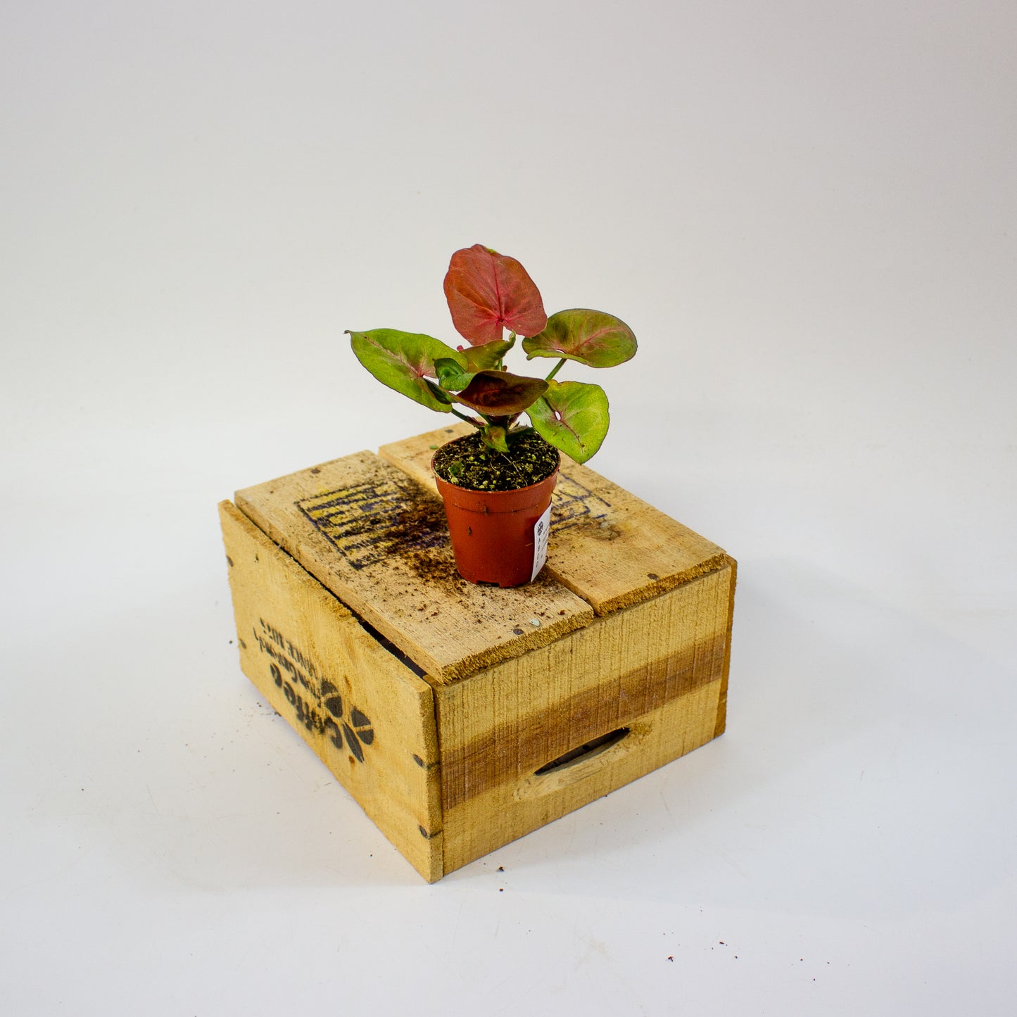 Syngonium New Dew  5.5cm H12cm