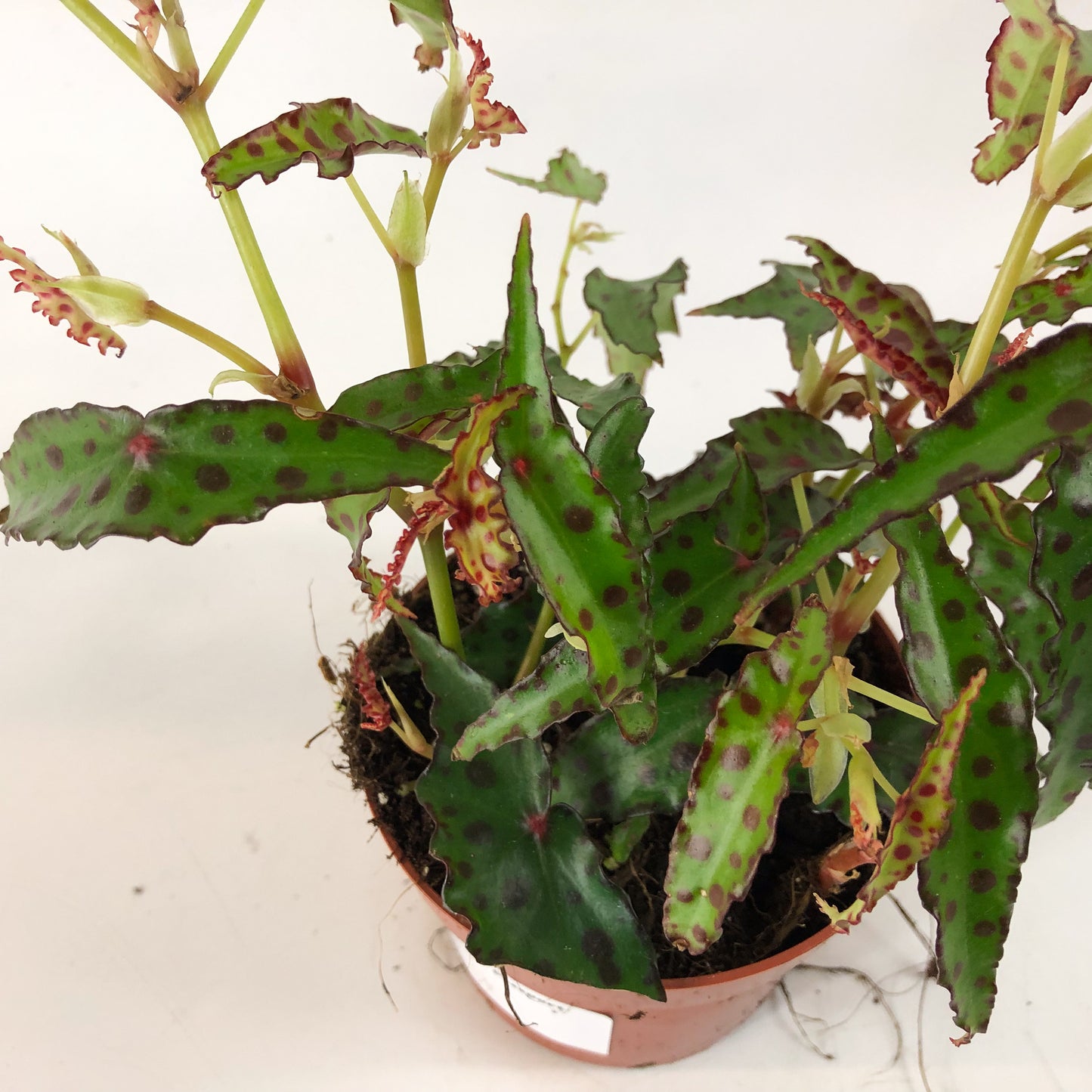 Begonia amphioxis 6