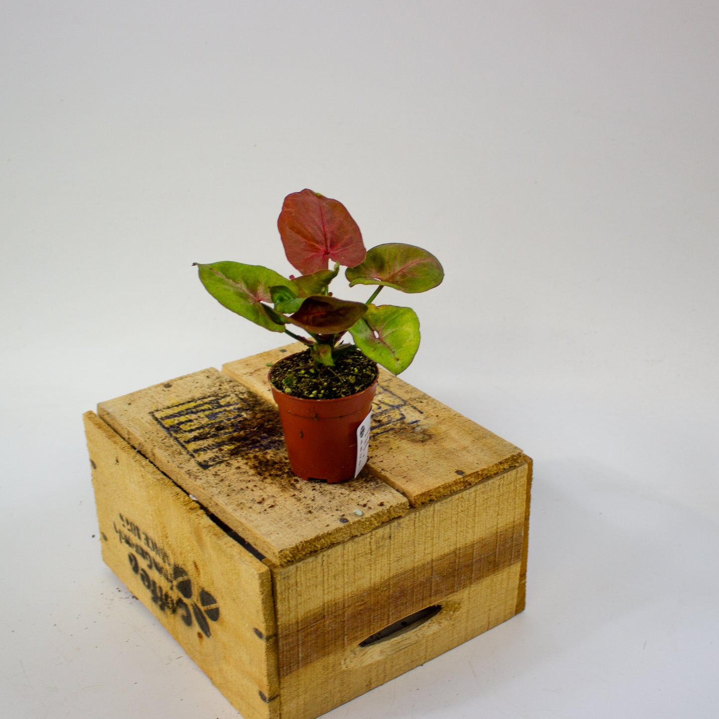 Syngonium New Dew  5.5cm H12cm