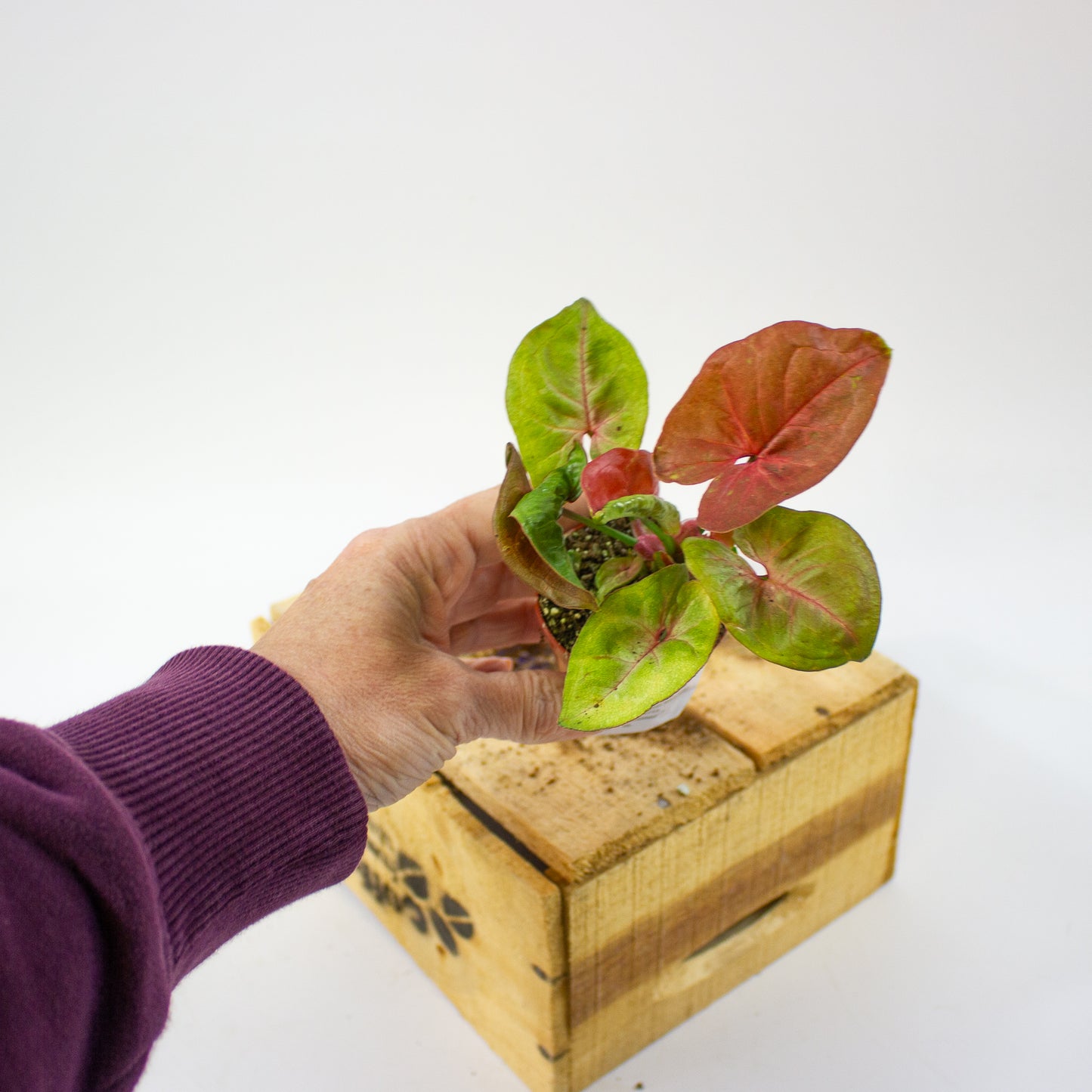 Syngonium New Dew  5.5cm H12cm