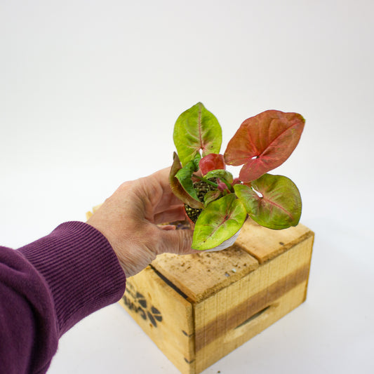 Syngonium New Dew  5.5cm H12cm