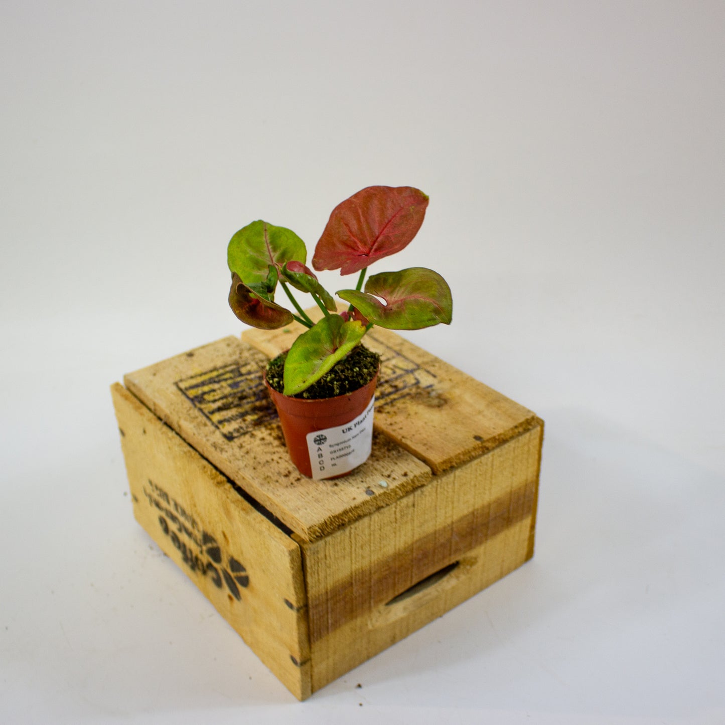 Syngonium New Dew  5.5cm H12cm