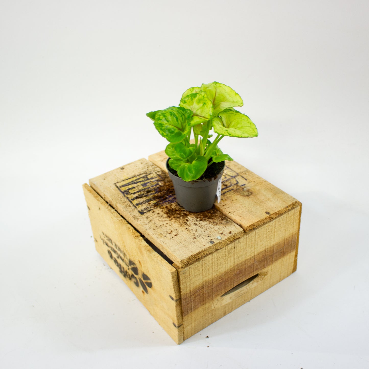 Syngonium SUNSHINE  6cm H15cm