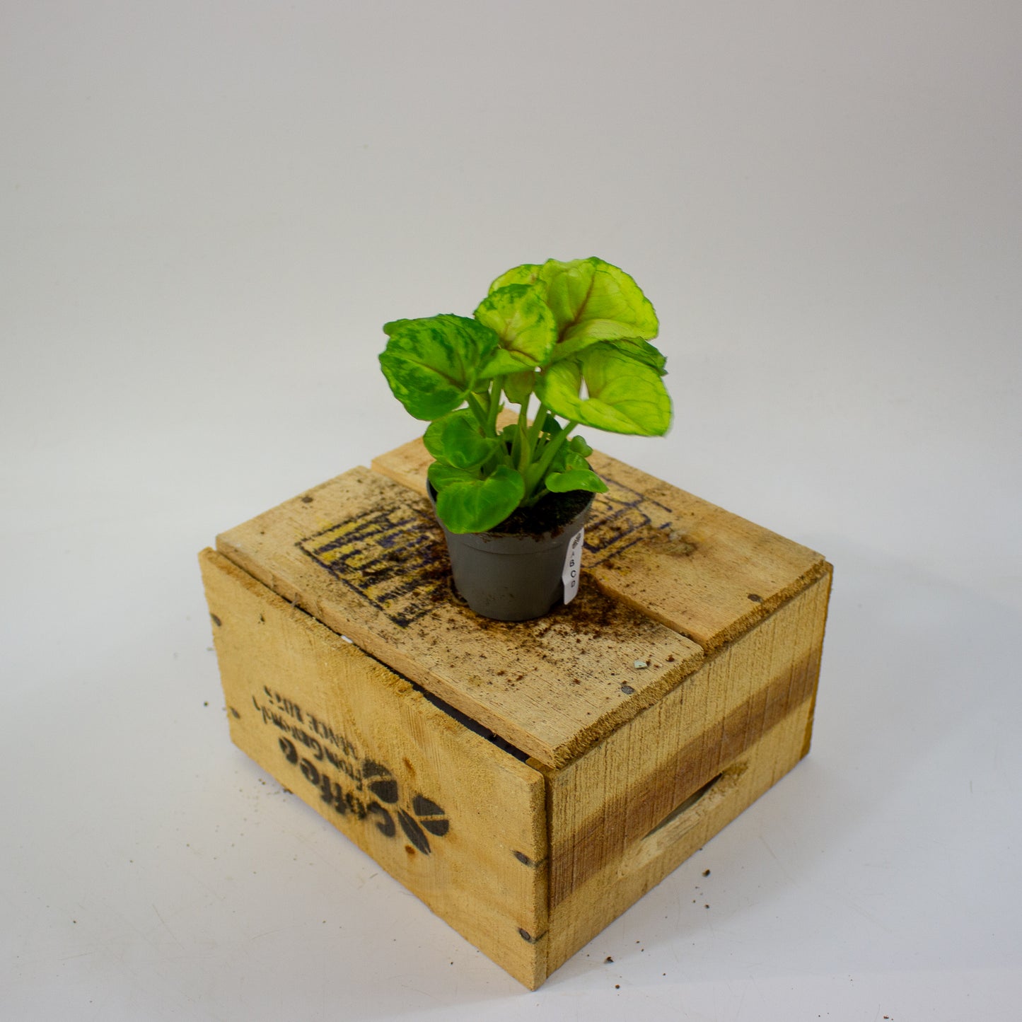 Syngonium SUNSHINE  6cm H15cm