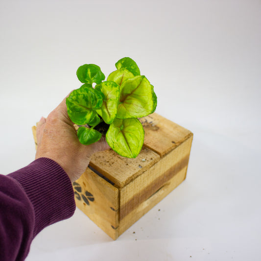 Syngonium SUNSHINE  6cm H15cm