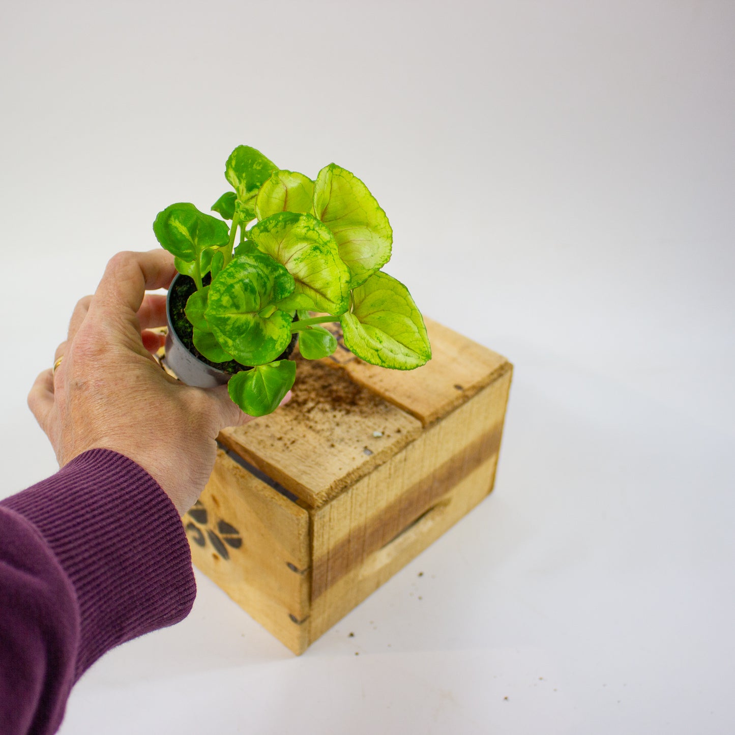 Syngonium SUNSHINE  6cm H15cm