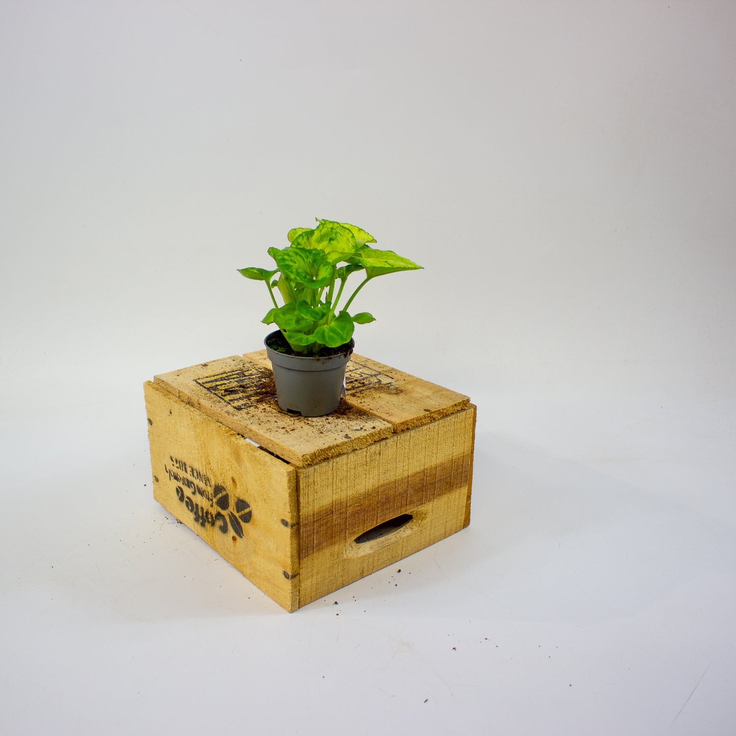 Syngonium SUNSHINE  6cm H15cm