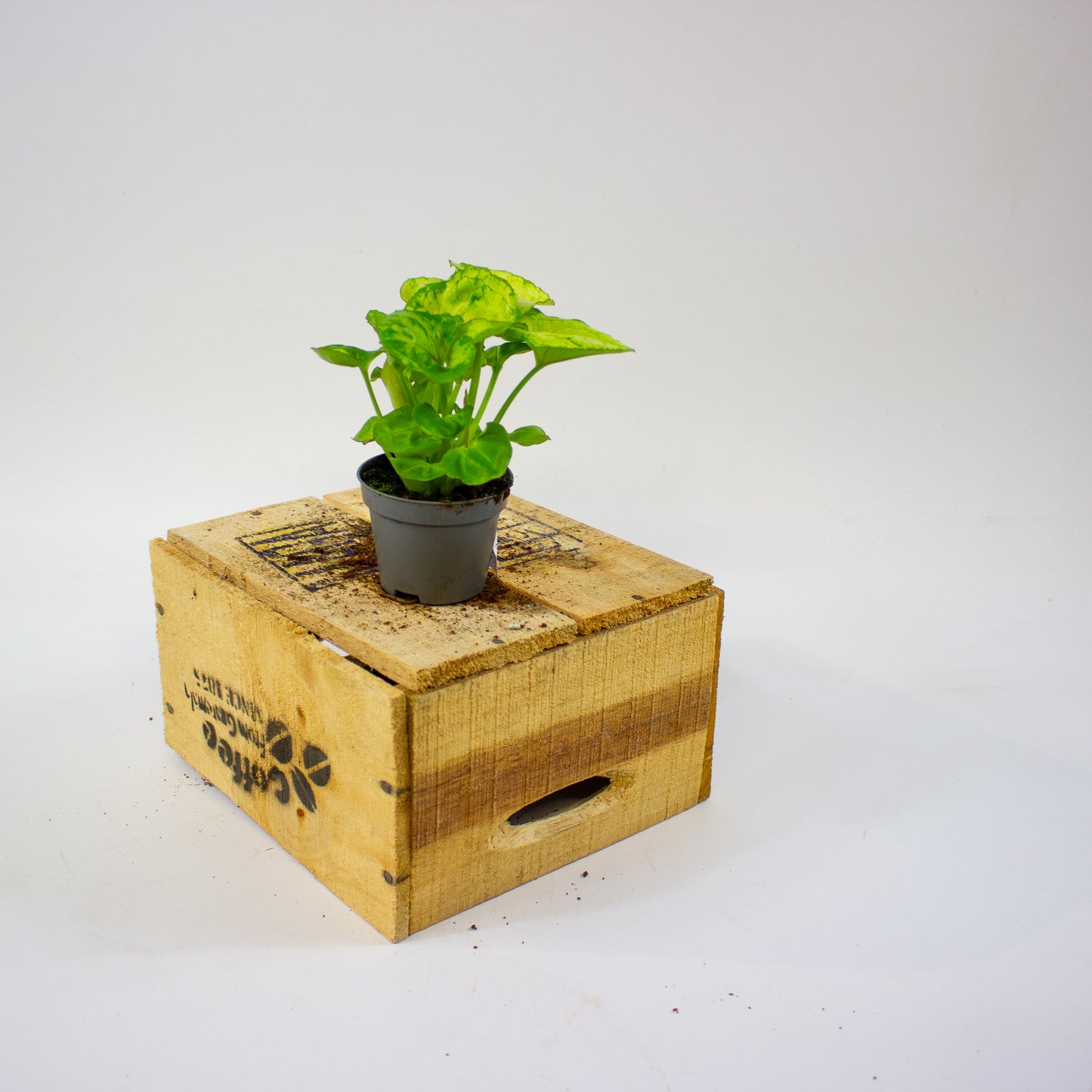 Syngonium SUNSHINE  6cm H15cm