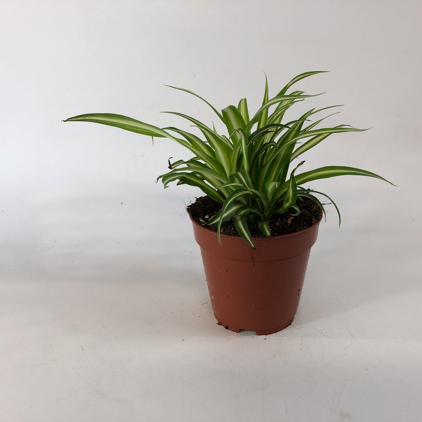 Chlorophytum Variegatum 12cm H25cm
