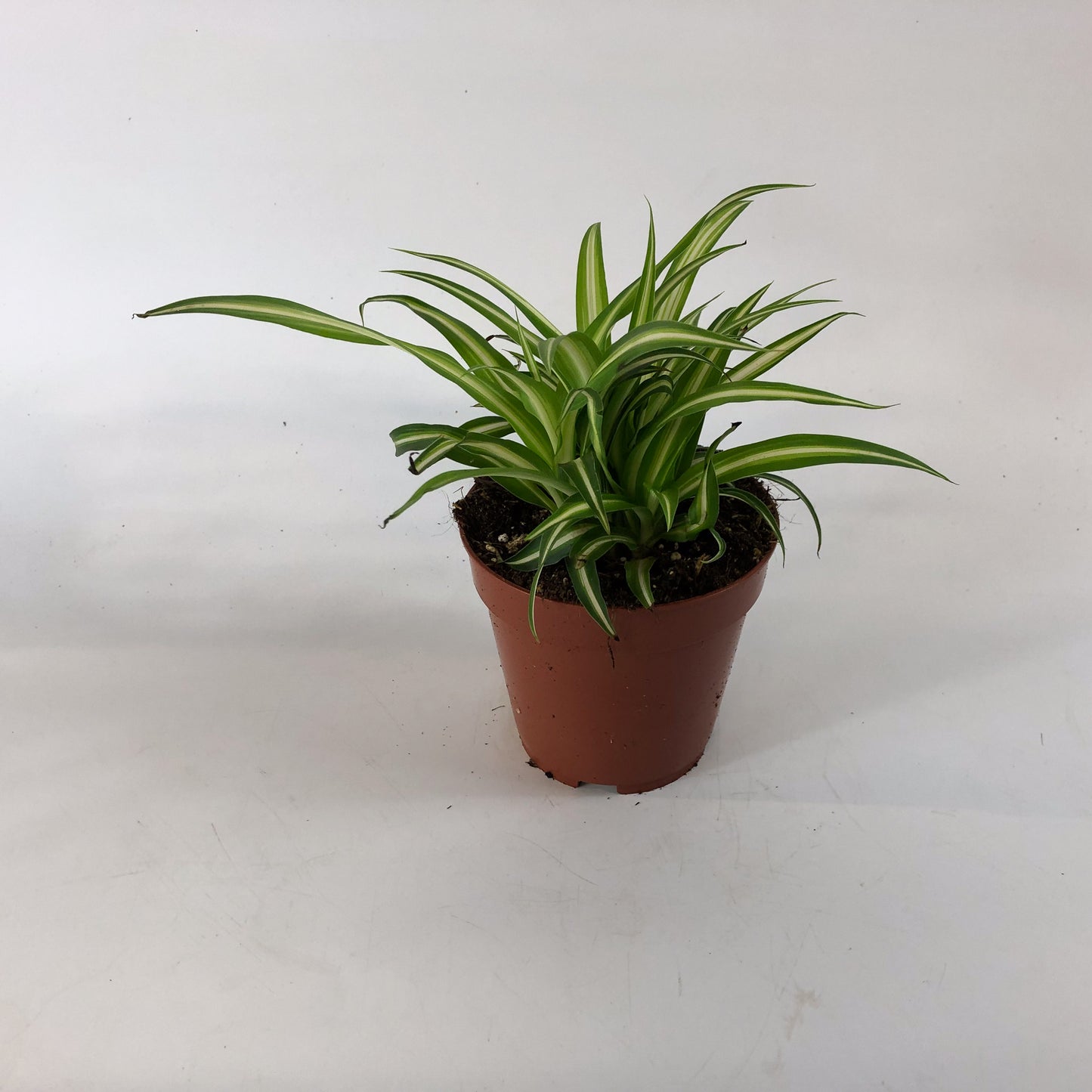 Chlorophytum Variegatum 12cm H25cm